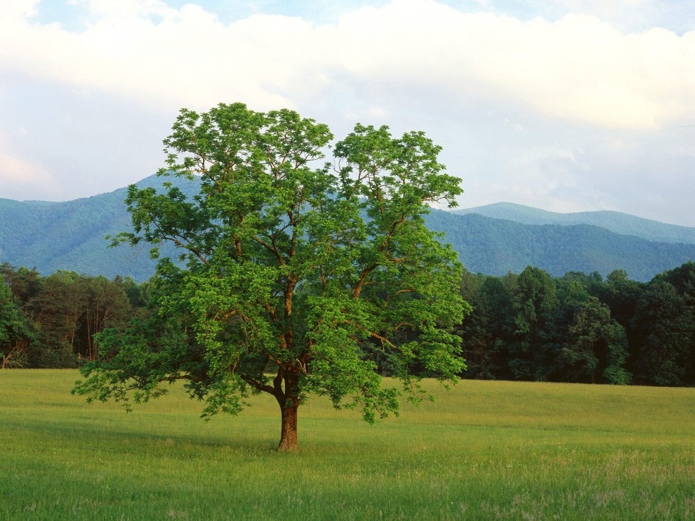 Essay of deforestation