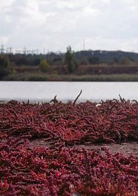 Розрив шаблону – Червоне озеро Кривбасу