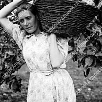 Ланкова радгоспу «Веселі терни», 1947 рік