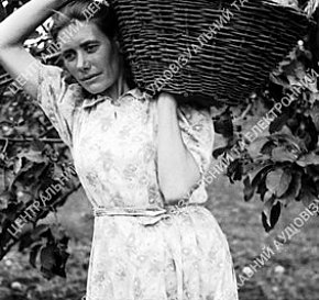 Ланкова радгоспу «Веселі терни», 1947 рік