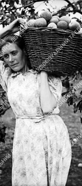 Ланкова радгоспу «Веселі терни», 1947 рік