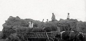 Колгосп Нива на Криворіжжі ,1926 рік