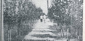 Алея скверу доменного цеху КМК, 1936 рік