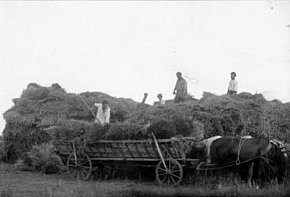 Колгосп Нива на Криворіжжі ,1926 рік