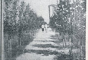 Алея скверу доменного цеху КМК, 1936 рік