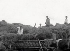 Колгосп Нива на Криворіжжі ,1926 рік
