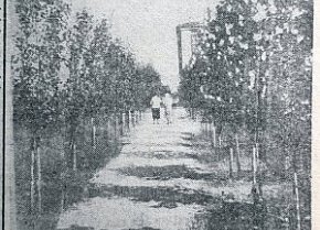 Алея скверу доменного цеху КМК, 1936 рік