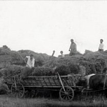 Колгосп Нива на Криворіжжі ,1926 рік
