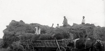 Колгосп Нива на Криворіжжі ,1926 рік