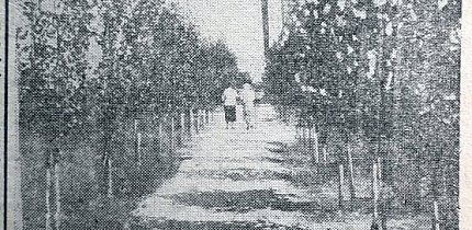 Алея скверу доменного цеху КМК, 1936 рік