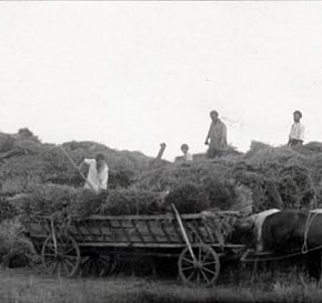 Колгосп Нива на Криворіжжі ,1926 рік