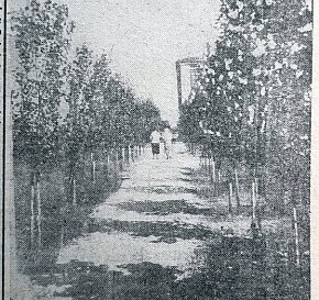Алея скверу доменного цеху КМК, 1936 рік
