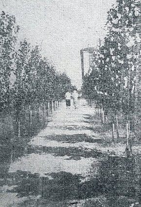 Алея скверу доменного цеху КМК, 1936 рік