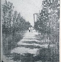Алея скверу доменного цеху КМК, 1936 рік. Газета «Металург Кривбасу»
