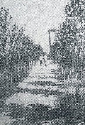 Алея скверу доменного цеху КМК, 1936 рік. Газета «Металург Кривбасу»