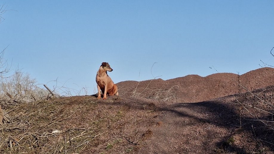Чому парижанки кінця XIX століття пахли криворізькою рудою?