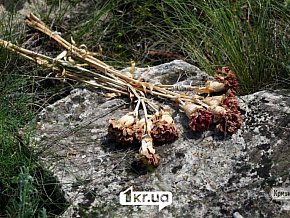 Що відомо про село Шестірня на Криворіжжі: довідка