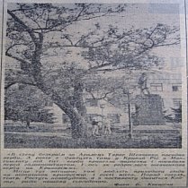 Верба Тараса Шевченка