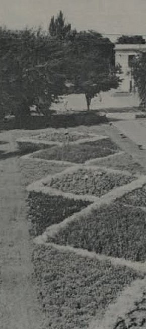 Центральна алея парку культури рудоуправління ім. Дзержинського, 1981 рік.