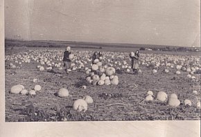 Південне Криворіжжя. Трудові будні радгоспу «Латівка», 1960-ті роки