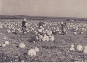 Південне Криворіжжя. Трудові будні радгоспу «Латівка», 1960-ті роки