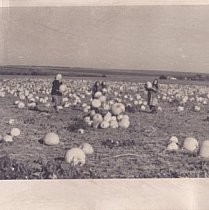 Південне Криворіжжя. Трудові будні радгоспу «Латівка», 1960-ті роки