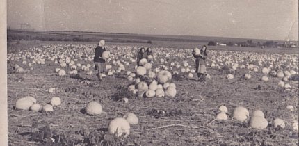 Південне Криворіжжя. Трудові будні радгоспу «Латівка», 1960-ті роки