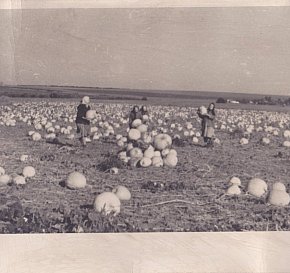 Південне Криворіжжя. Трудові будні радгоспу «Латівка», 1960-ті роки
