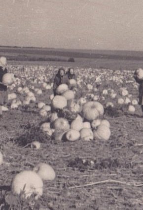 Південне Криворіжжя. Трудові будні радгоспу «Латівка», 1960-ті роки