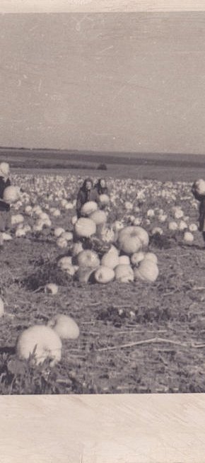 Південне Криворіжжя. Трудові будні радгоспу «Латівка», 1960-ті роки