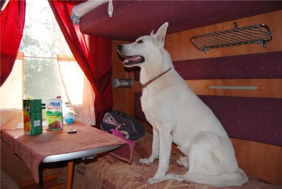 Отныне для перевозки собак в поезде пассажир должен выкупить все места в купе