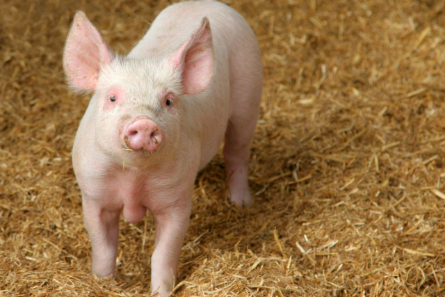 У селі на Дніпропетровщині виявили спалах африканської чуми свиней