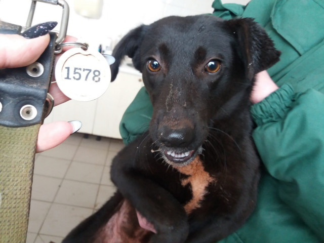 За тиждень у Кривому Розі відловили 55 безпритульних собак