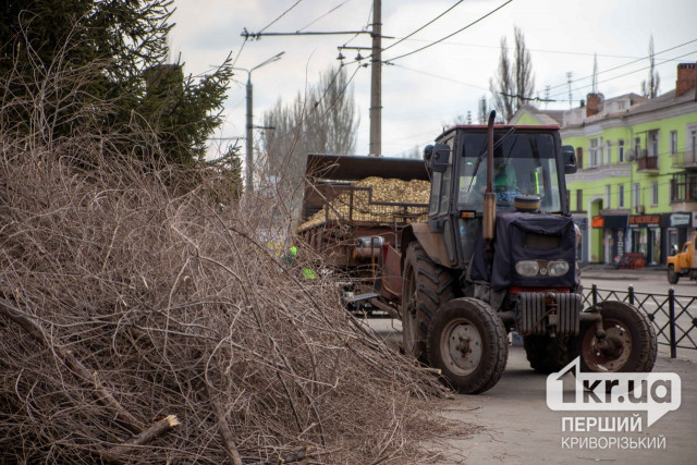 Под Кривым Рогом незаконно срубили почти 2 тысячи деревьев