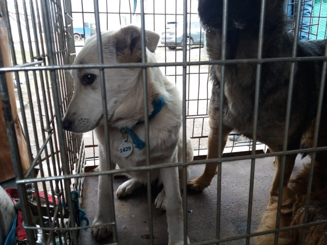 За неделю в Кривом Роге отловили 71 собаку