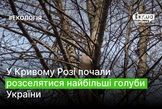 В Кривом Роге начали активно расселяться самые большие голуби Украины