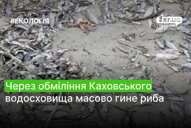 Через обміління Каховського водосховища масово гине риба (фото)