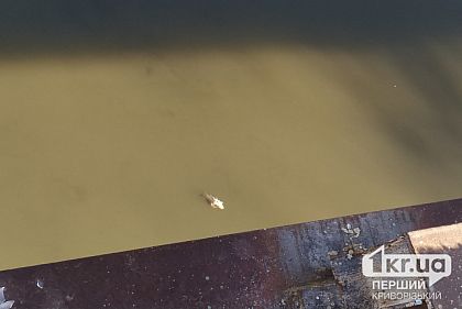 Криворожанка пожаловалась на грязную воду и мертвую рыбу в Саксагани