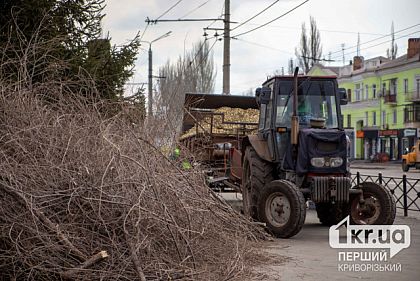 Під Кривим Рогом незаконно зрубали майже 2 тисячі дерев