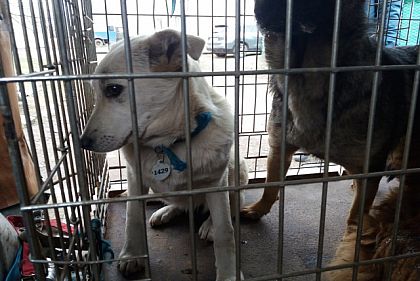 За неделю в Кривом Роге отловили 71 собаку