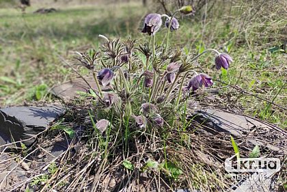Криворожанам напомнили о запрете срывать, выкапывать и продавать первоцветы