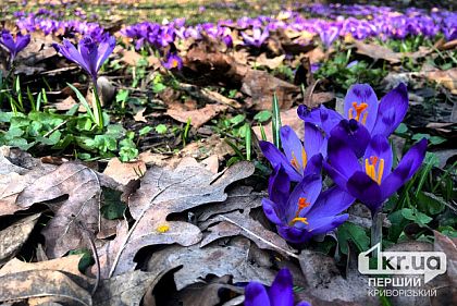 Погода в Кривом Роге 22 марта