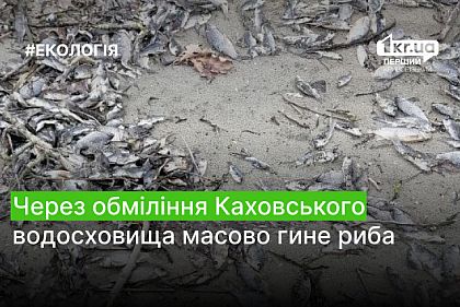 Из-за обмеления Каховского водохранилища массово гибнет рыба (фото)