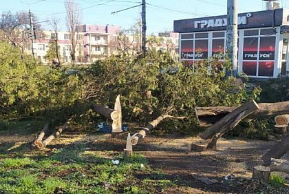 В Кривом Роге неизвестные спилили несколько деревьев