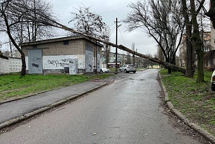 В Кривом Роге дерево упало на хозяйственное здание