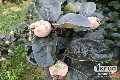 Как криворожанам получить гранты на развитие садоводства от работы