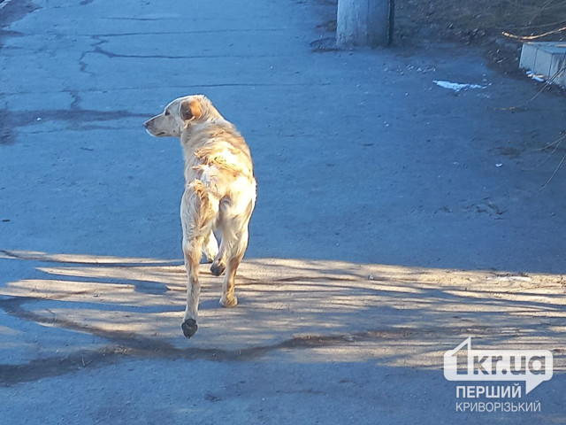 В Криворожском районе зафиксировали случай бешенства собаки