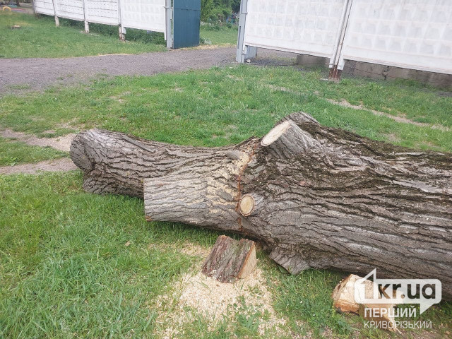 Криворожане собрали необходимое количество голосов на петицию о прекращении обрезки деревьев «до столба»