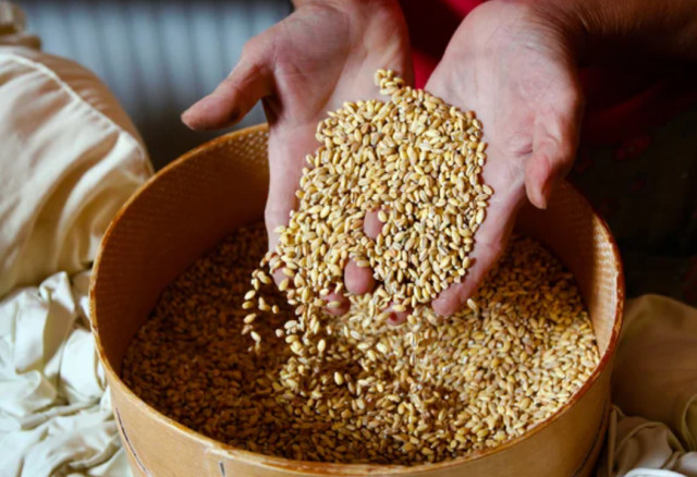 Фермери Дніпропетровщини можуть отримати безкоштовне насіння озимих