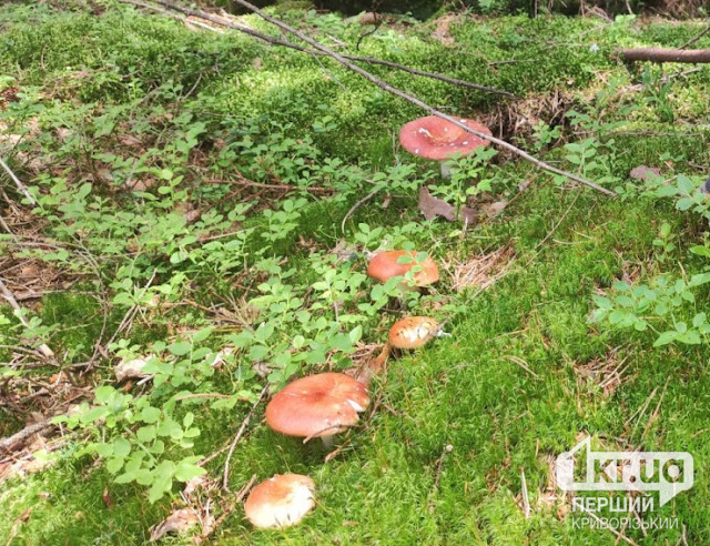 На Дніпропетровщині зареєстровано два випадки отруєння грибами